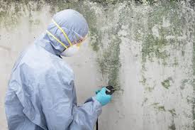 Best Black Mold Removal in USA